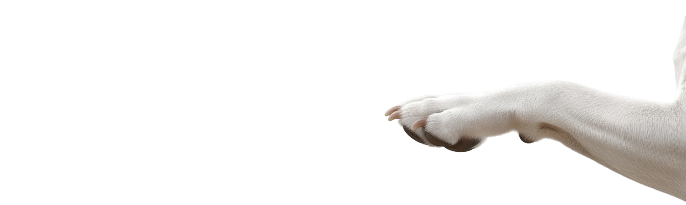Dog paw reaching out